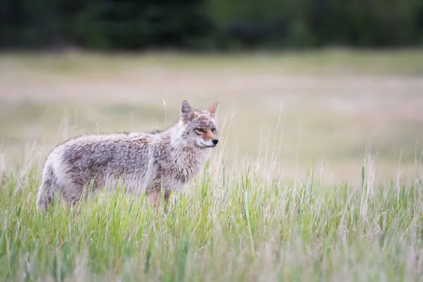 Coyote Het Wild Natuur Fauna — Stockfoto