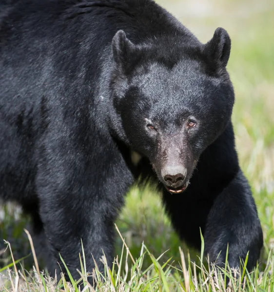 Oso negro — Foto de Stock