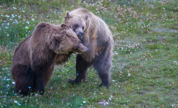 Wilde Grizzlyberen Natuur Fauna — Stockfoto