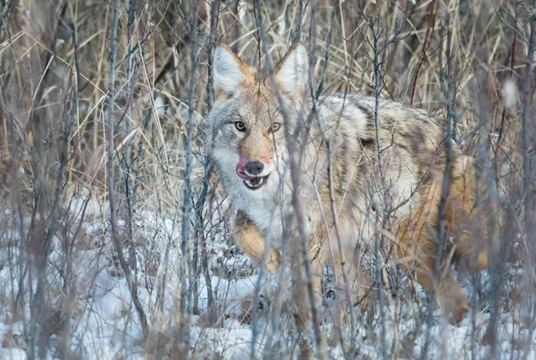 Kojote Freier Wildbahn Natur Fauna — Stockfoto