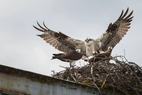 Osprey Krmí Své Mladé — Stock fotografie