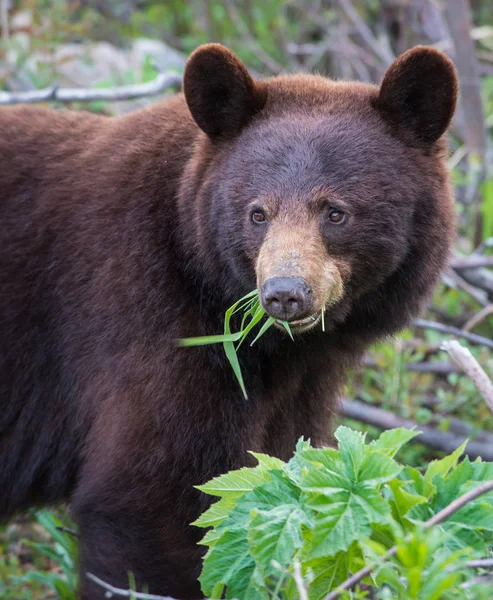 Oso Negro Salvaje Naturaleza Fauna — Foto de Stock