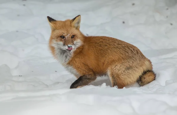 红狐狸 — 图库照片