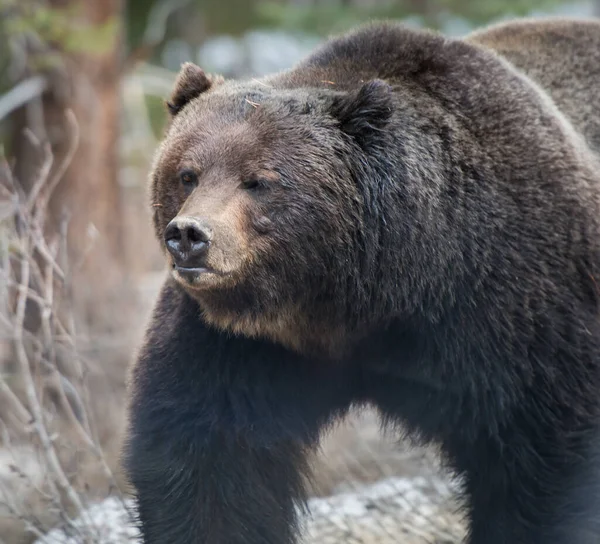 Oso Pardo Salvaje Naturaleza Fauna — Foto de Stock