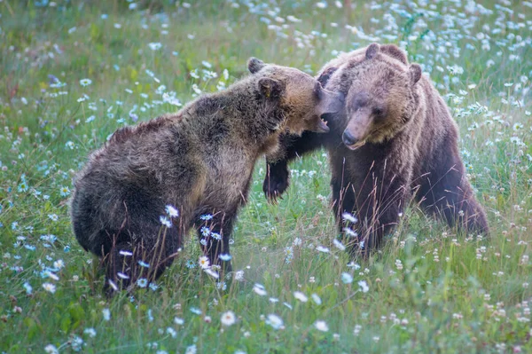Ursos Pardos Selvagens Natureza Fauna — Fotografia de Stock