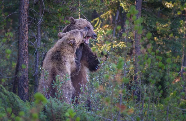 Wilde Grizzlys Natur Fauna — Stockfoto