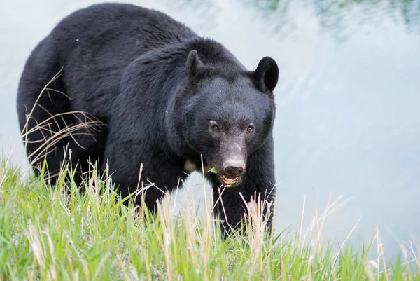 wild black  bear. Nature, fauna