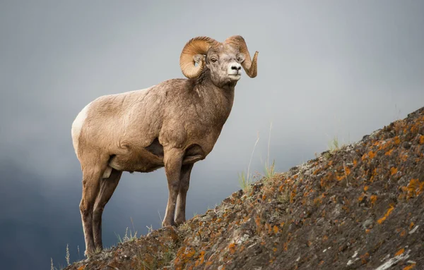 Wilde Bighorn Ram Dier Natuur Fauna — Stockfoto