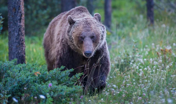 Dziki Niedźwiedź Grizzly Natura Fauna — Zdjęcie stockowe