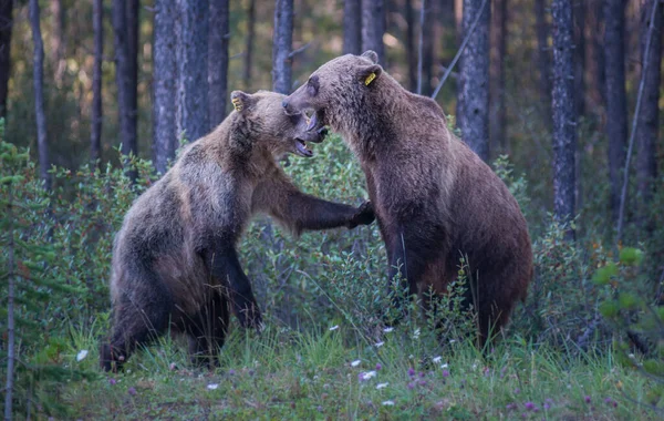 Divocí Medvědi Grizzly Příroda Fauna — Stock fotografie