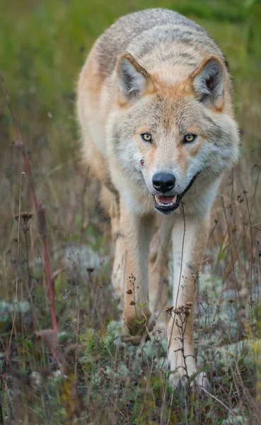 Lobo Estado Selvagem Animal Natureza Fauna — Fotografia de Stock