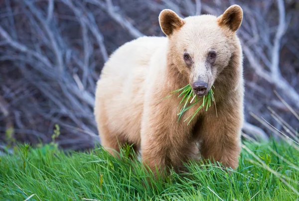 Vild Svart Björn Natur Fauna — Stockfoto