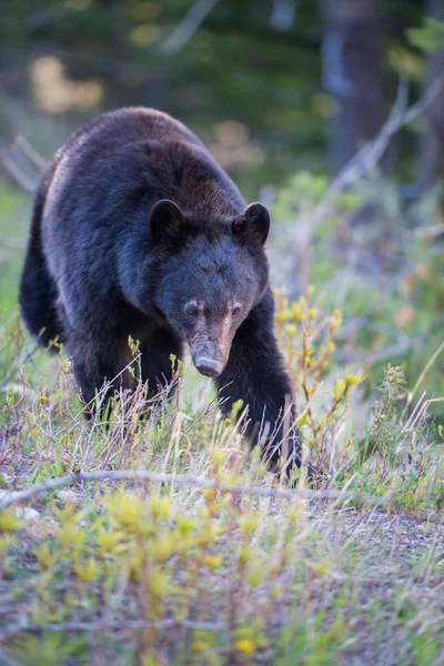 Orso Nero Selvatico Natura Fauna — Foto Stock