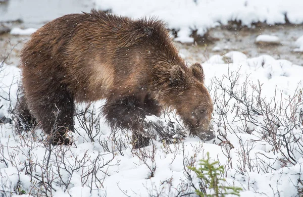 Wild Grizzly Bear Nature Fauna — Stock Photo, Image