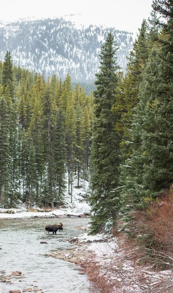 Wild Bull Moose Nature Fauna — 스톡 사진