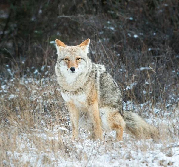 Coyote — Stock Photo, Image