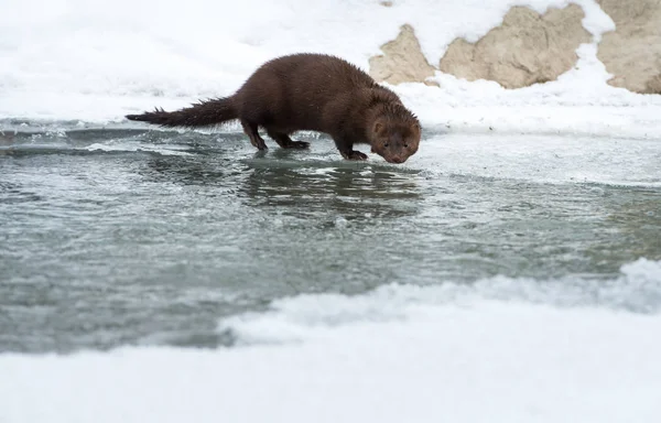 Dzika Norka Zwierzę Natura Fauna — Zdjęcie stockowe