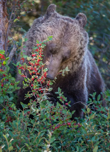 Dziki Niedźwiedź Grizzly Natura Fauna — Zdjęcie stockowe