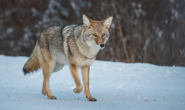 Coyote Estado Salvaje Naturaleza Fauna —  Fotos de Stock