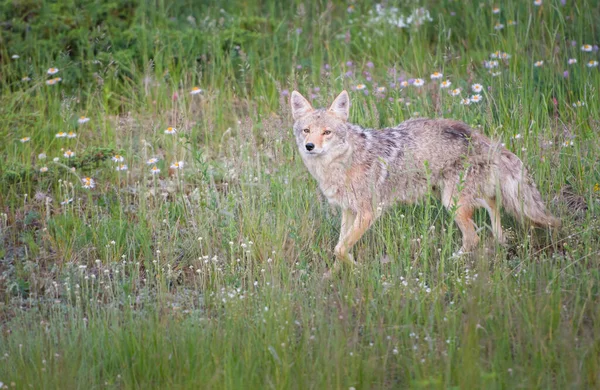Kojot Dziczy Natura Fauna — Zdjęcie stockowe