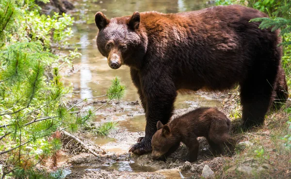 Wild black bears. Nature, fauna