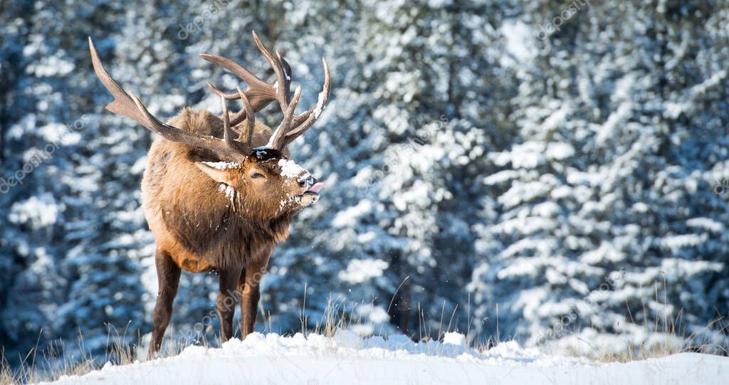Elk in wild, animal. Nature, fauna