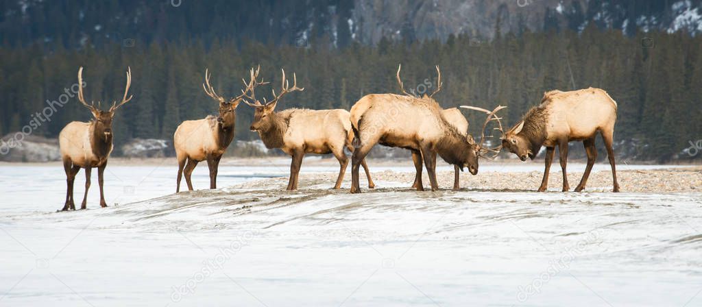 Elks in wild, animals. Nature, fauna