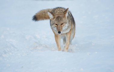Vahşi bir çakal. Doğa, fauna