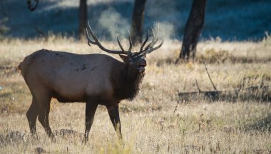 Vahşi geyik, hayvan. Doğa, fauna