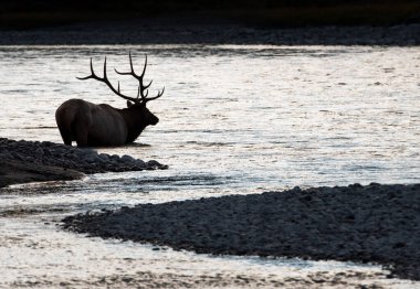 Vahşi geyik, hayvan. Doğa, fauna