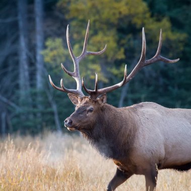 Vahşi geyik, hayvan. Doğa, fauna
