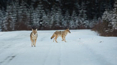 Coyotes in wild. Nature, fauna clipart