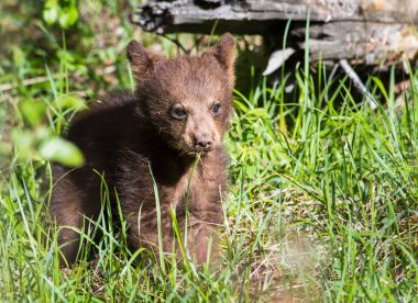 Vahşi kara ayı. Doğa, fauna