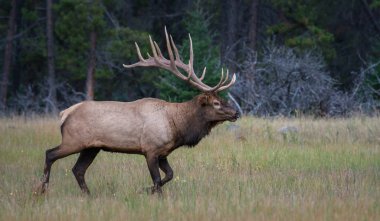 Wild bull elk. Nature, fauna 