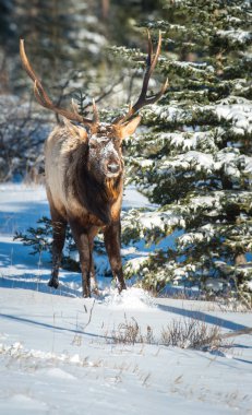 Wild bull elk. Nature, fauna 