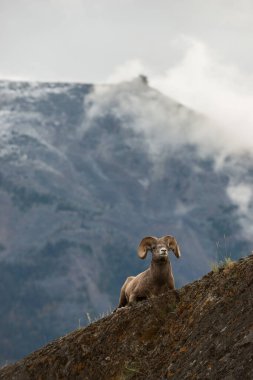 Vahşi bighorn koçu, hayvan. Doğa, fauna     