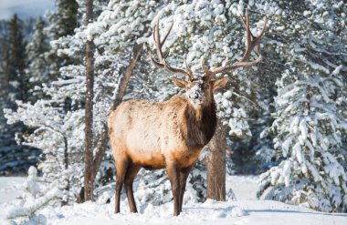 Wild bull elk. Nature, fauna 