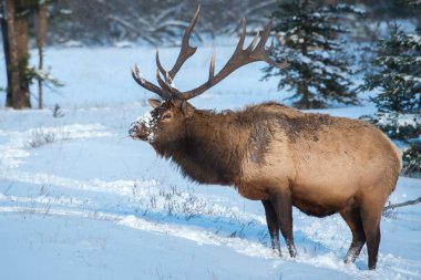 Wild bull elk. Nature, fauna 