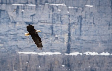 Vahşi doğada kartal, kuş. Doğa, fauna