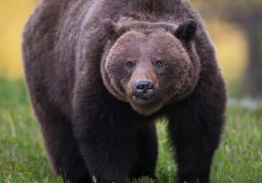 Vahşi boz ayı. Doğa, fauna