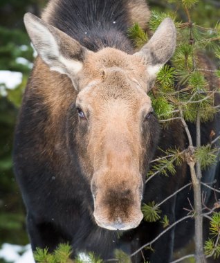 wild bull moose. Nature, fauna      clipart