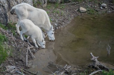 Dağ keçileri, hayvanlar. Doğa, fauna