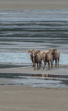 wild bighorns rams, animals. Nature, fauna        clipart