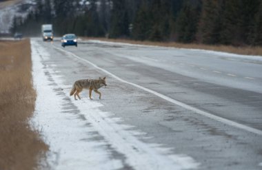 Vahşi bir çakal. Doğa, fauna