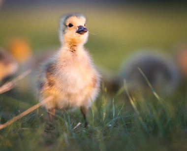 Kanadalı kaz vahşi, kuş. Doğa, fauna 