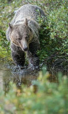 Vahşi boz ayı. Doğa, fauna