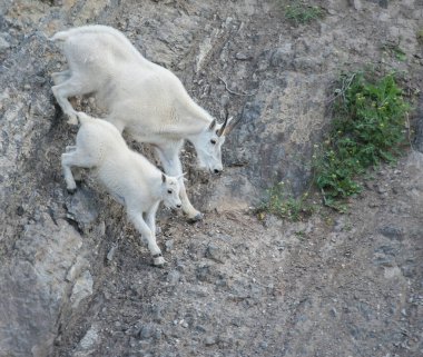 Dağ keçileri, hayvanlar. Doğa, fauna