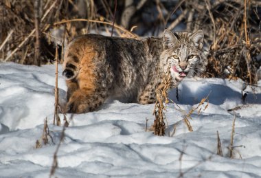 Vahşi vaşak. Doğa, fauna     