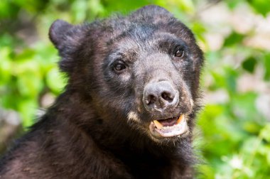 Vahşi kara ayı. Doğa, fauna