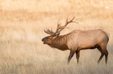 Vahşi geyik, hayvan. Doğa, fauna